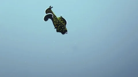 The Spanish dancer. 動画素材 71461296