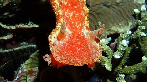 Spanish dancer Stock Footage 119815692