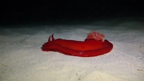 Spanish dancer Stock Footage 169454845