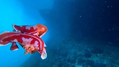 Spanish Dancer (Hexabranchus sanguineus) Dancing In The Day Clip8225 Video stock 243723457