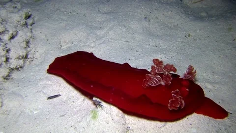 Spanish dancer (Hexabranchus sanguineus) in Red sea Video stock 80282554