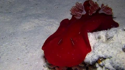 Spanish dancer (Hexabranchus sanguineus) in Red sea Egypt Video stock 80282812