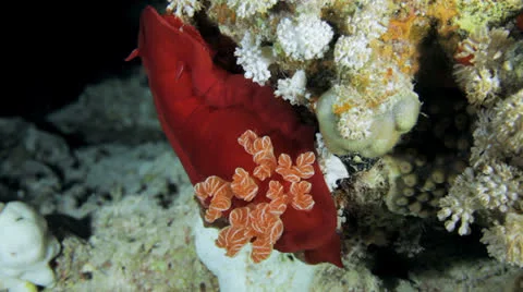 Spanish dancer at night Stock Footage 22709282