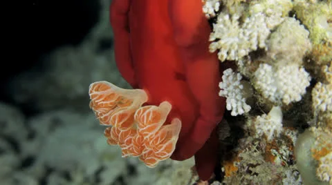 Spanish dancer at night Stock Footage 22709332