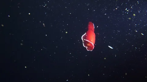 Spanish Dancer Night Underwater View Red Sea Egypt Stock Footage 102889532