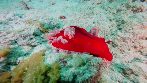 Spanish Dancer nudibranch gliding through the ocean with its vibrant red body an Stock Footage 311925905