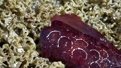 The Spanish Dancer slowly mooving on a shallow reef. Stock Footage 106457968