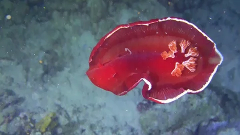 Spanish Dancer Underwater View Red Sea Egypt Stock Footage 102889289