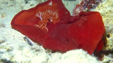 Spanish Dancer Underwater View Red Sea Egypt Stock Footage 102889345