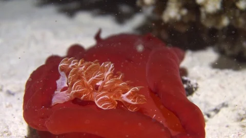 Spanish Dancer Underwater View Red Sea Egypt Stock Footage 102889572