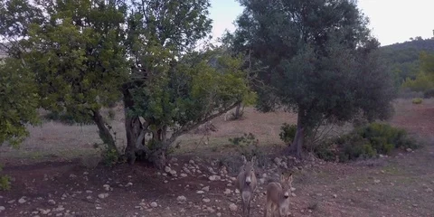 Spanish donkeys underneath a tree Stock Footage 98387018