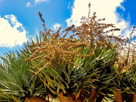 Spanish Dragon Tree. Stock Photos
