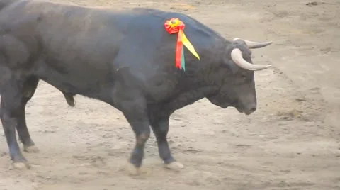 Spanish Fighting Bull. Toro de lidia. bullfight arena. Bullfighter Stock Footage