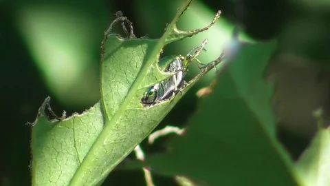 Spanish fly Lytta vesicatoria eats lilac leaf close up Video stock 119143161