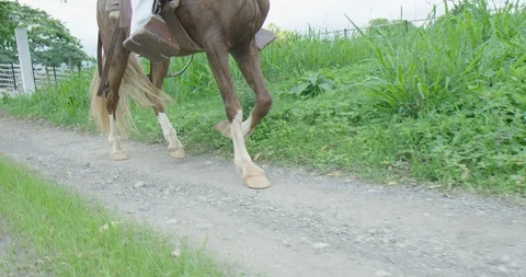 Spanish gallop Video stock 125081100