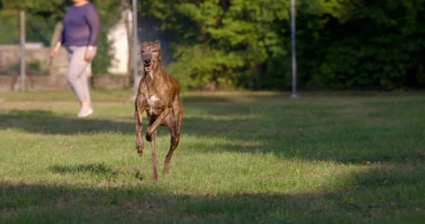 Spanish Greyhound Galgo running happily on the grass with a woman walking Vídeo Stock 154948853