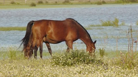 Spanish horses in the marsh Stock Footage 83094597