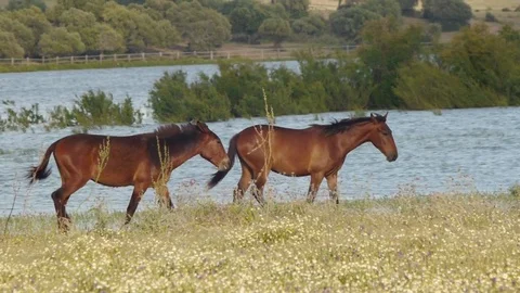 Spanish horses playing in the marsh Stock Footage 83094609