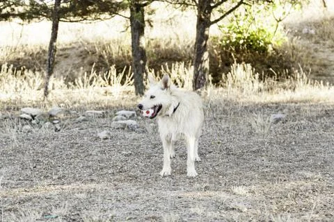 Spanish hound Foto stock