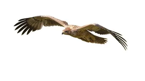 Spanish imperial Eagle flying on White Background Stock Photos