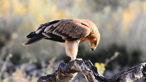 Spanish imperial eagle Stock Footage 88757366