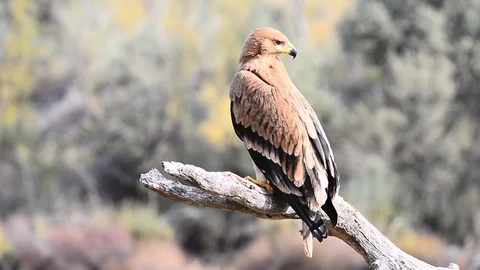 Spanish imperial eagle Stock Footage 88758057