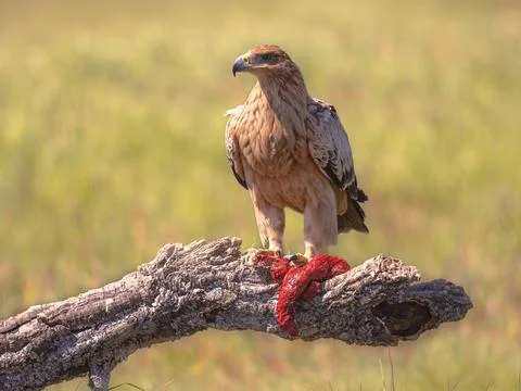 Spanish imperial eagle perched in tree Foto stock