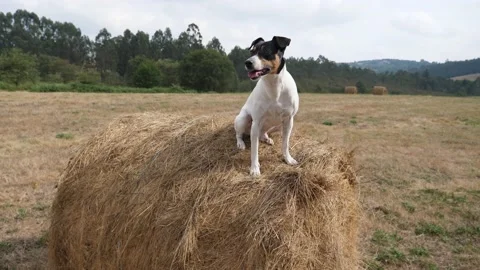 Spanish Jack Russell Vídeo Stock 137127873