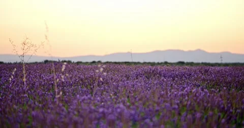Spanish Lavender Glow Video stock 247379237