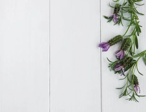 Spanish lavender on a table 写真素材
