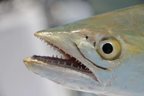 Spanish Mackerel Stock Photos
