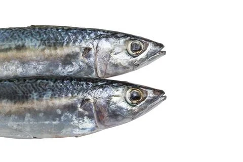 Spanish mackerel Stock Photos