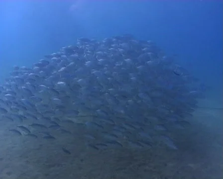 Spanish Mackerel school Stock Footage 576783