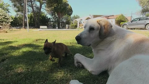 Spanish mastiff (male) playing with a chihuahua (female) on the grass Stock Footage