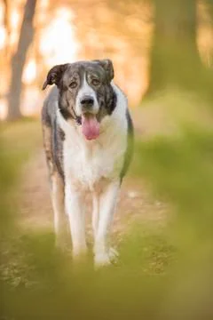 Spanish mastiff on a path looking at camera Stock Photos