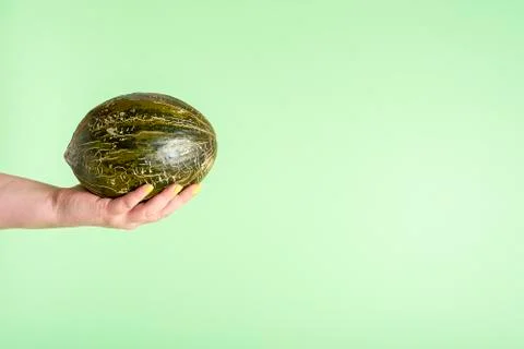Spanish melon held in hand. Hand holding frog skin melon Stock Photos
