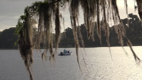 Spanish Moss 4K Stock Footage 76497253