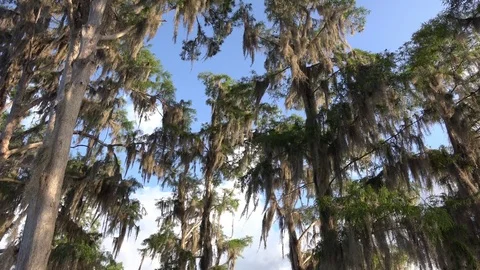 Spanish Moss 4K Stock Footage 76497340