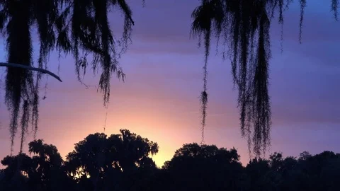 Spanish Moss 4K Stock Footage 76497447