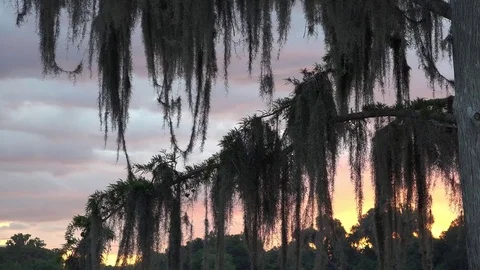 Spanish Moss 4K Stock Footage 76497448