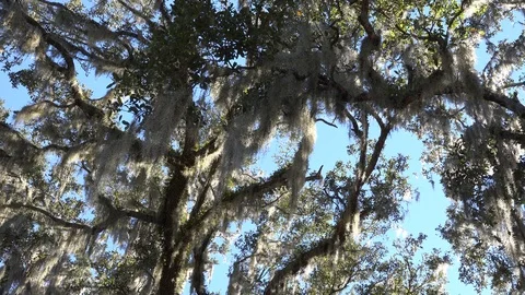 Spanish Moss 4K Stock Footage 100791851