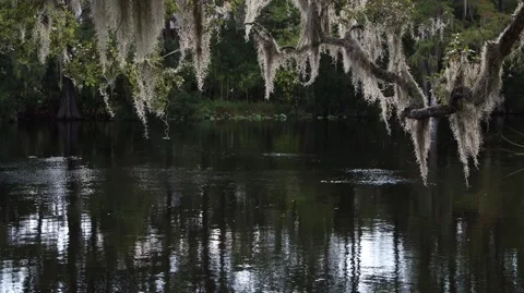 Spanish Moss 4K Stock Footage 141473485