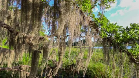 Spanish Moss 4K Stock Footage 154179472