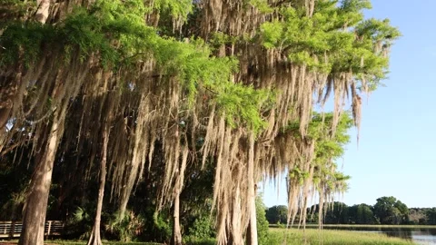 Spanish Moss 4K Stock Footage 154209753