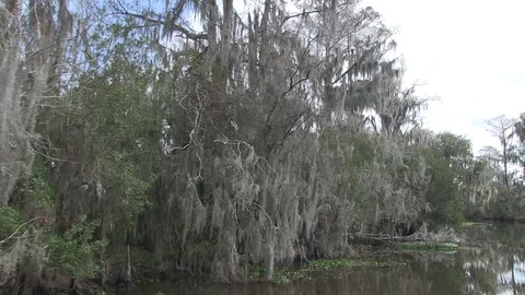 Spanish moss again left swamp Stock Footage 88291892