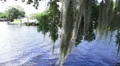Spanish Moss And Tree Branch Hang Over Blue River Water 4k or 4k+ Resolution