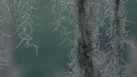 Spanish Moss Background Stock Footage 58175528