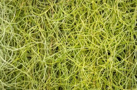 Spanish moss background. Stock Photos