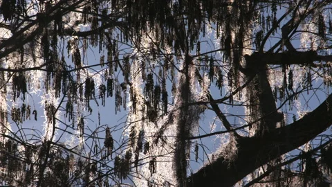 Spanish moss backlit Stock Footage 151792048