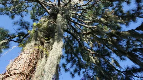 Spanish Moss On A Big Tree Stock Footage 600179